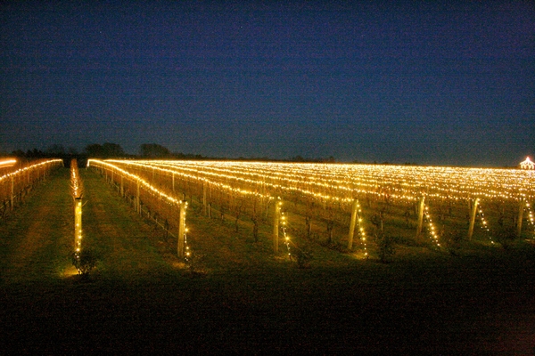 Lighting of the Vines at W lffer Estate Vineyard 27 East