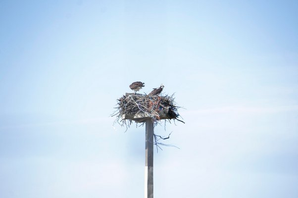 A sure sign of spring is the return of the osprey to the nest on Deerfield Road. PETER ROBINSON