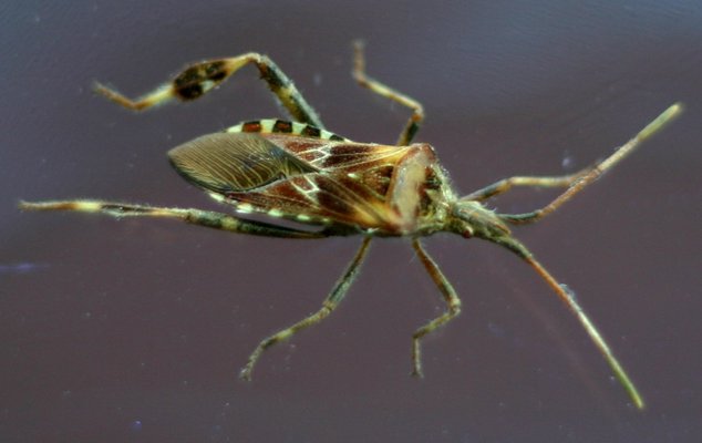 The Western conifer seed bug is commonly mistaken for a stink bug due to the foul odor it emits when disturbed. No credit