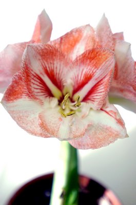 Amaryllis, with their beautiful, colorful blooms, make great gifts for the novice or expert gardener.