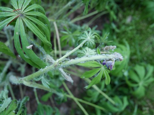 Aphids lined up on the growing tip of a lupine. These are the ones remaining after the first spray application. ANDREW MESSINGER