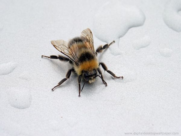 Bee