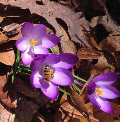 Bees become active again in early spring. LISA DAFFY