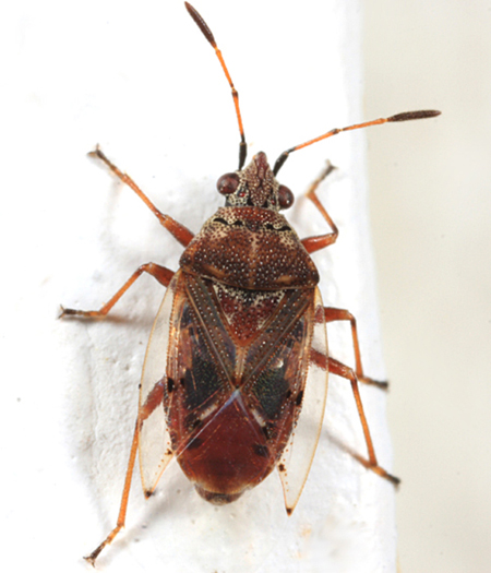 Birch catkin bug