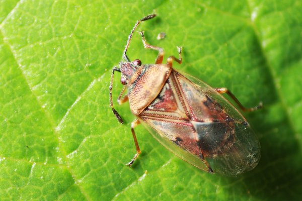 The birch catkin bug produces a stench when crushed. No credit