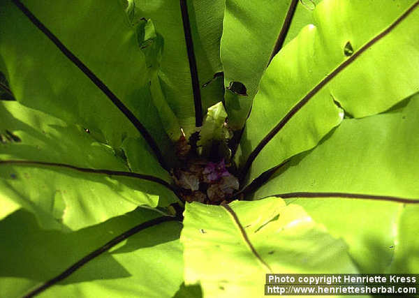 Birds nest fern