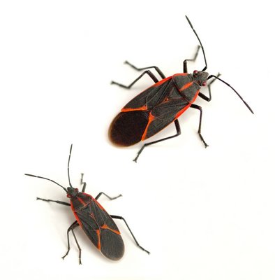 Boxelder bugs will release a pungent and bad-tasting compound when disturbed. No credit