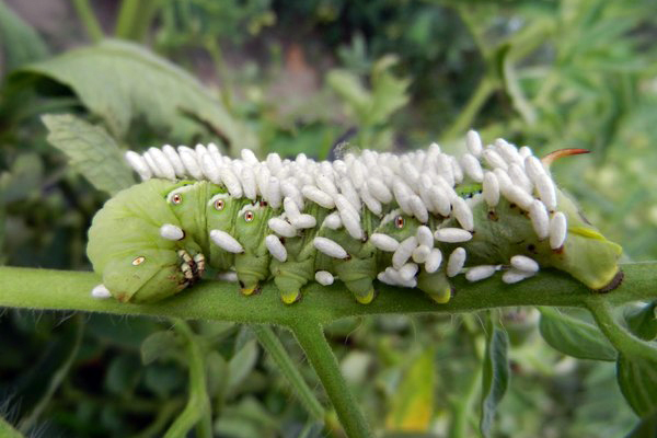 Braconid wasps lay their eggs inside the body of the tomato hornworm.