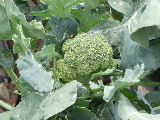 Homegrown broccoli probably won’t be the same emerald green color of store bought broccoli that comes from the West Coast. Many homegrown varieties are a might lighter green but the heads are still tight and firm.  ANDREW MESSINGER