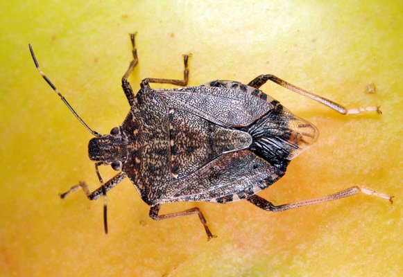 The brown marmorated stink bug is becoming increasingly common on the East End. No credit