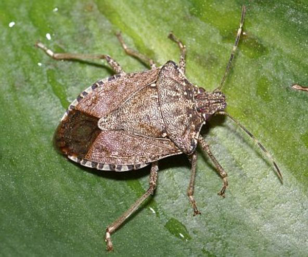 Brown marmorated stink bug