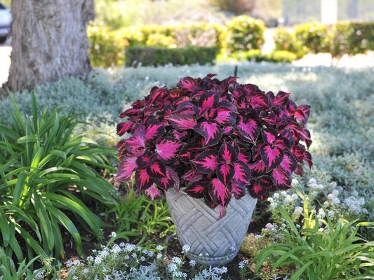 Coleus Fifth Avenue has magnificent color and was rated 4.75 out of 5 in one university trial during the 2014 season. It's not often that you can get such vibrant color in a plant that tolerates moderate shade.