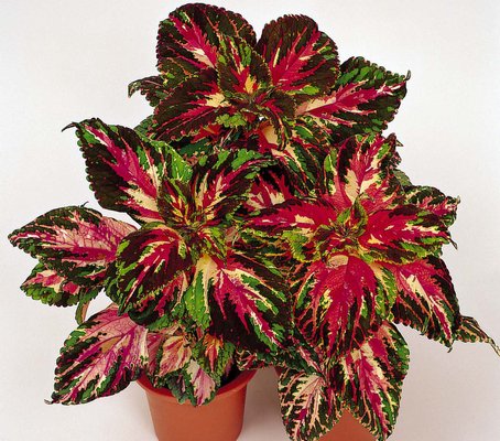 Coleus Jazz Marble has hints of the coleus our grandparents may have grown, but the brilliant colors speak to why its common name is the "flame nettle."