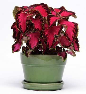 This coleus is Chocolate Covered Cherry. Shown in a small glazed ceramic pot, it’s a reminder that coleus also make great houseplants and specimens.