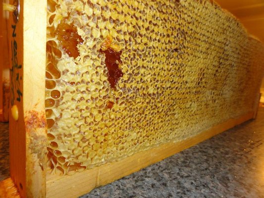 Oodles of honey-filled frames, ready for extracting. COURTESY DEB KLUGHERS, BONAC BEES
