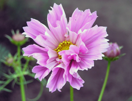 Cosmos.