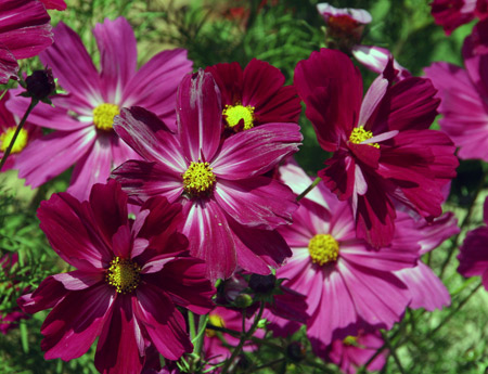 Cosmos rosas.