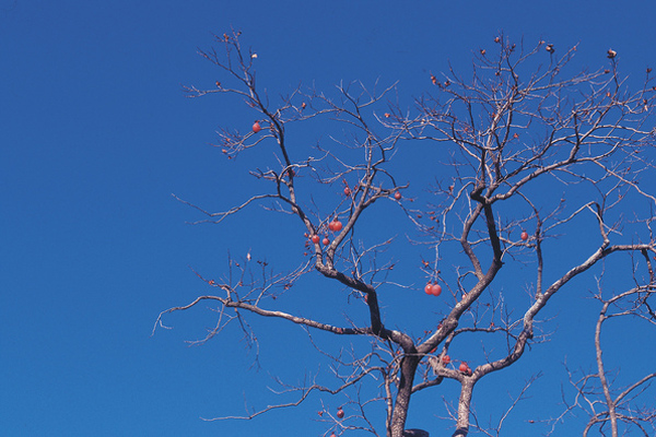 A crab apple tree