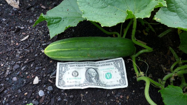 This cucumber is supposed to be ripe when about 6 inches long. U.S. paper currency is a great and handy measuring tool. No matter what denomination, they are always 6 inches long. ANDREW MESSINGER