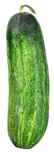 Cucumber