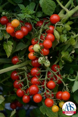 Candyland Red is a currant-type tomato with fruits on the outside of the plant for easy picking. COURTESY AAS