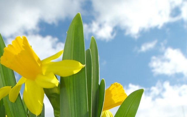 Daffodils. No credit