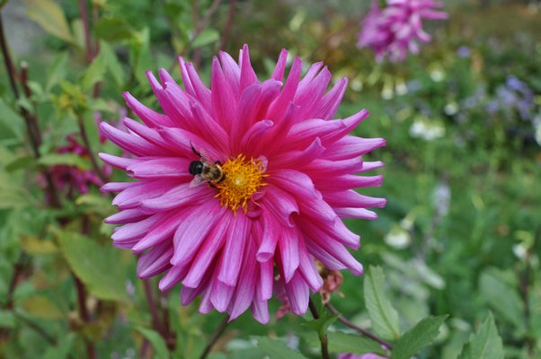 In late summer and into the fall, when dahlias can still be in full bloom, they are a source of pollen for bees who use the pollen as a source of protein. They may also harvest some nectar, which is turned into honey. ANDREW MESSINGER