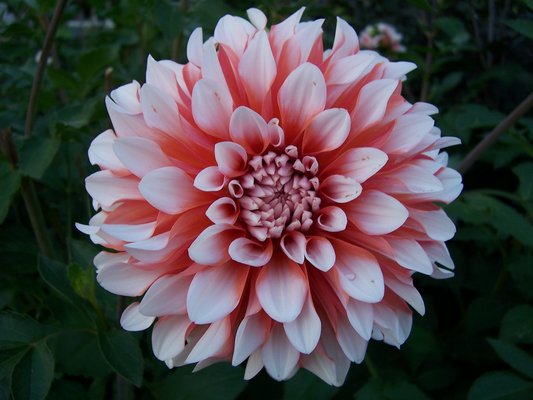 Dahlia. By STOCK