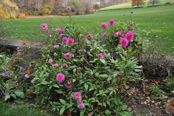 This dahlia was planted late in the season and here it’s blooming away in early November. A hard frost or freeze can kill them, but in mild years they’ll bloom through October and often into early November. Bedding types are more sensitive to the cold. ANDREW MESSINGER