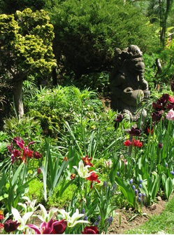 A highly pruned golden Hinoki cypress and an Indonesian Ganeesha overseeing an assortment of tulips.  COURTESY DIANNE B
