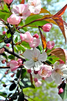 Blossoms are another plus. DANA SHAW