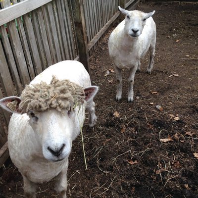 Ewes Kelly and Belle just after shearing. COURTESY RACHEL STEPHENS