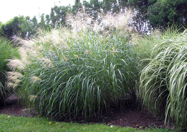 Ornamental grasses at Bridge Gardens come into their own in fall.