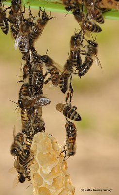 Bees might festoon to help them measure distance. COURTESY KATHY KEATLEY GARVEY, UC DAVIS