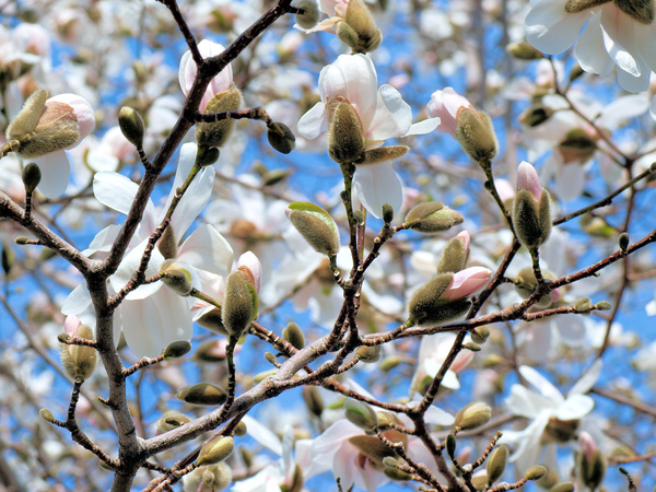 Expect to see magnolias in bloom early this year.