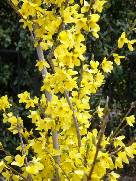 Forsythia is already showing its fiery color all over the East End.