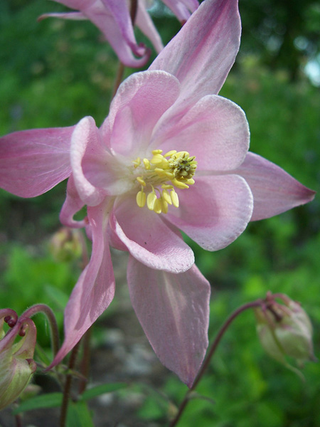 Columbine