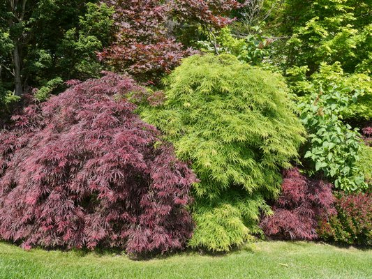 Japanese maples alternate in burgundy red and greens with an eye-drawing contrast that lasts from spring to fall, when new colors set in. ANDREW MESSINGER