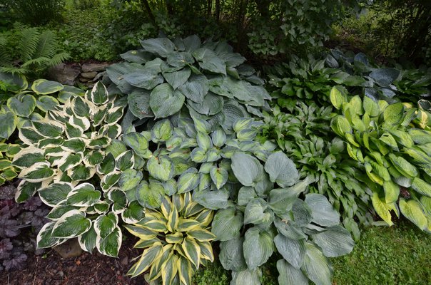 The colors of hosta foliage can range from radiant to subtle. The plants can be used for color accents, waves of color or as single specimens. ANDREW MESSINGER