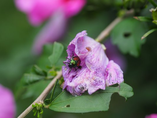 A Japanese beetle dining on a hibiscus flower. The adult beetles will feed on flowers, buds, foliage and even some fruits. But nothing eats these beetles. ANDREW MESSINGER