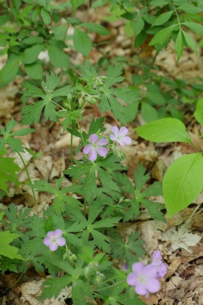 Geranium maculatum is a native wildflower that can be found blooming at the edge of the woods in May. ANDREW MESSINGER