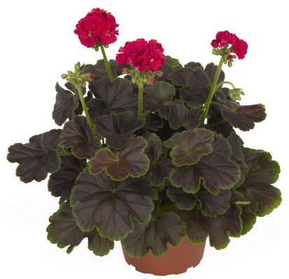 Geranium Brocade Cherry Night has an unusual bronze foliage outlined in green. COURTESY AAS