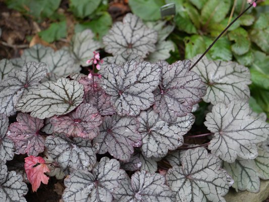 Heuchera Sugar Plum with its pewter foliage and red-toned venation is fully hardy, tolerates light to moderate shad,e and retains its foliage well into fall and even winter in a protected location. ANDREW MESSINGER