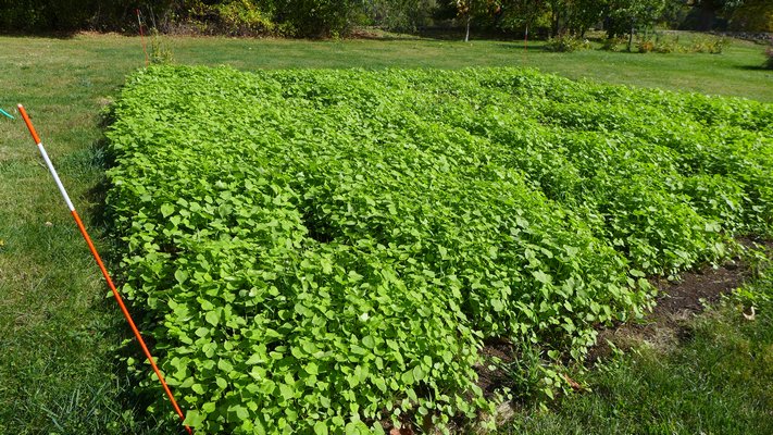 Last summer's veggy garden, cleaned of all plants and fruits, was then seeded with the buckwheat shown here. The buckwheat was then turned under and the plot sown with winter rye. All these steps ensure healthy soil for the 2015 veggy garden. ANDREW MESSINGER