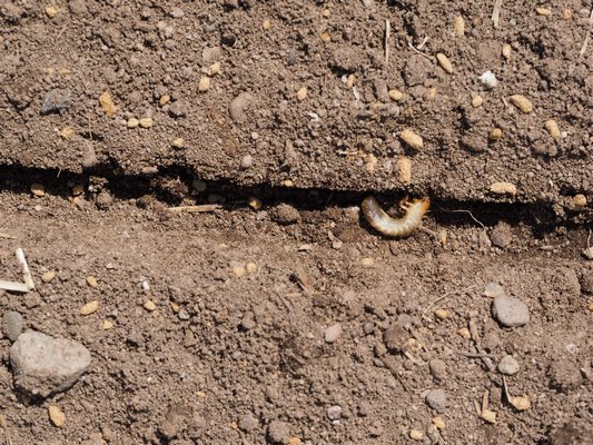 This half-inch beetle white grub was the only one found in a 100-square-foot vegetable garden. Treatments are rarely necessary unless they reach numbers of more than 6 to 10 per square foot. ANDREW MESSINGER