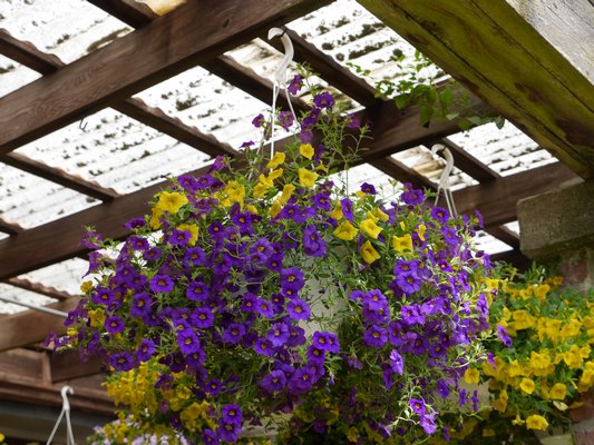 With over 15 new varieties of plants being used in hanging baskets, color combinations in one basket are now popular. ANDREW MESSINGER