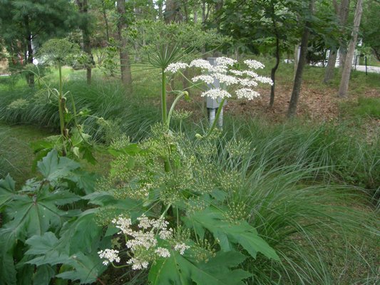 Giant hogweed in East Hampton in 2011. PRESS FILE