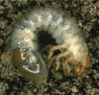 A Japanese beetle larva. COURTESY U.S. DEPARTMENT OF AGRICULTURE