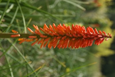 Kniphofia is also called tritoma, red hot poker or torch lily. No credit