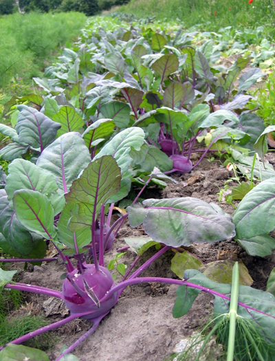 Kohlrabi